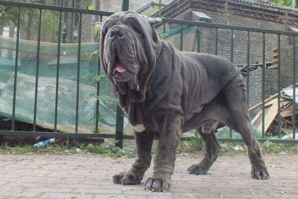 世界十大最危險(xiǎn)猛犬，世界猛犬有哪些？